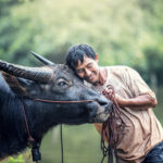 Boeuf et paysan au Cambodge