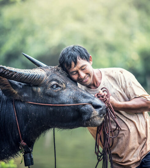 Boeuf et paysan au Cambodge