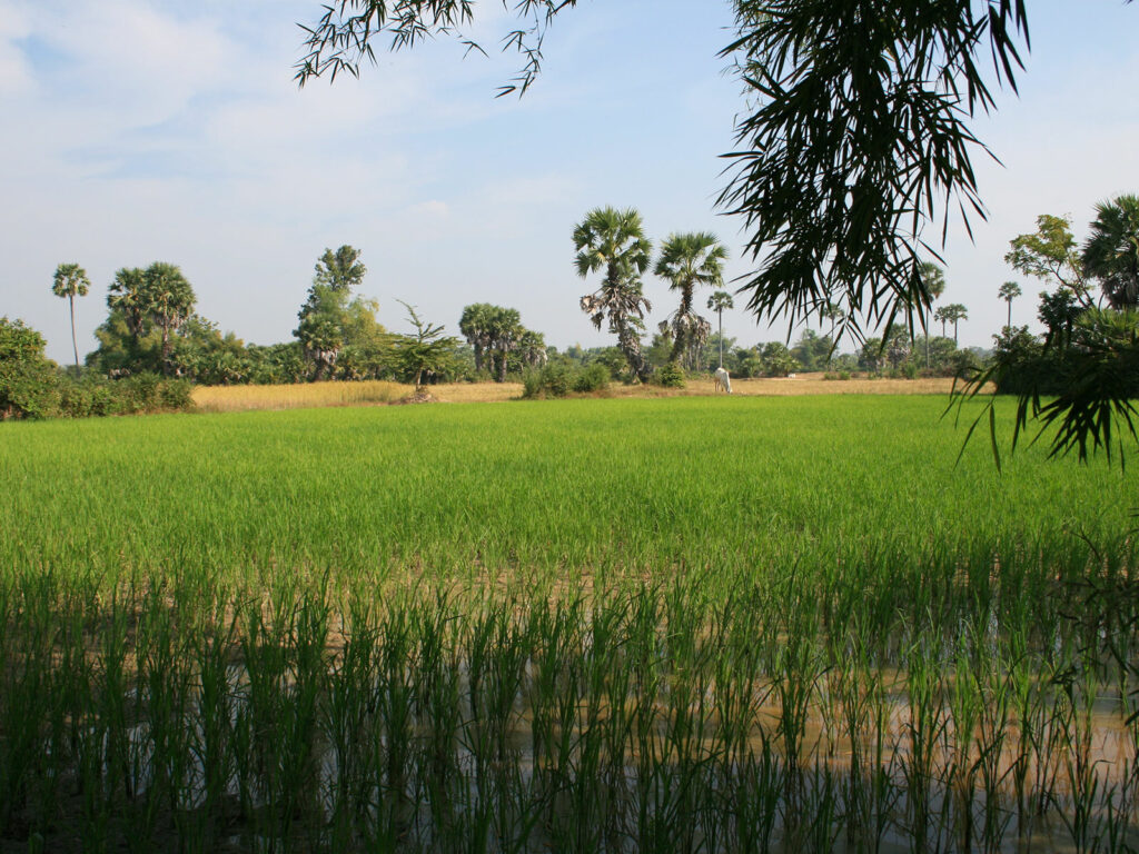 Les rizières au Cambodge