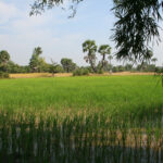 Les rizières au Cambodge